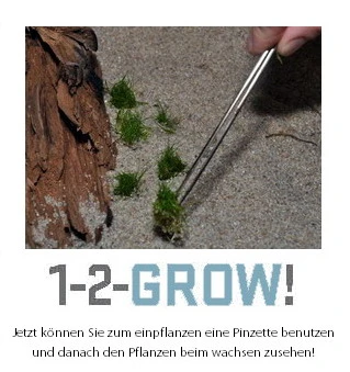 1-2-GROW! Bonsai-Nadelsimse / Eleocharis Pusilla Von TROPICA – Bild 5