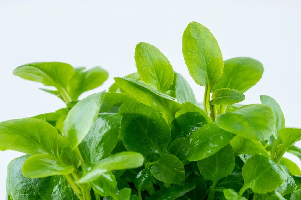 1-2-GROW! Zwerg-Kardinalslobelie / Lobelia Cardinalis Mini Von TROPICA – Bild 4