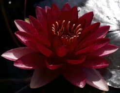 Dunkel Kirschrote Seerose / Nymphaea "Perry's Almost Black" *TOP-Rarität*