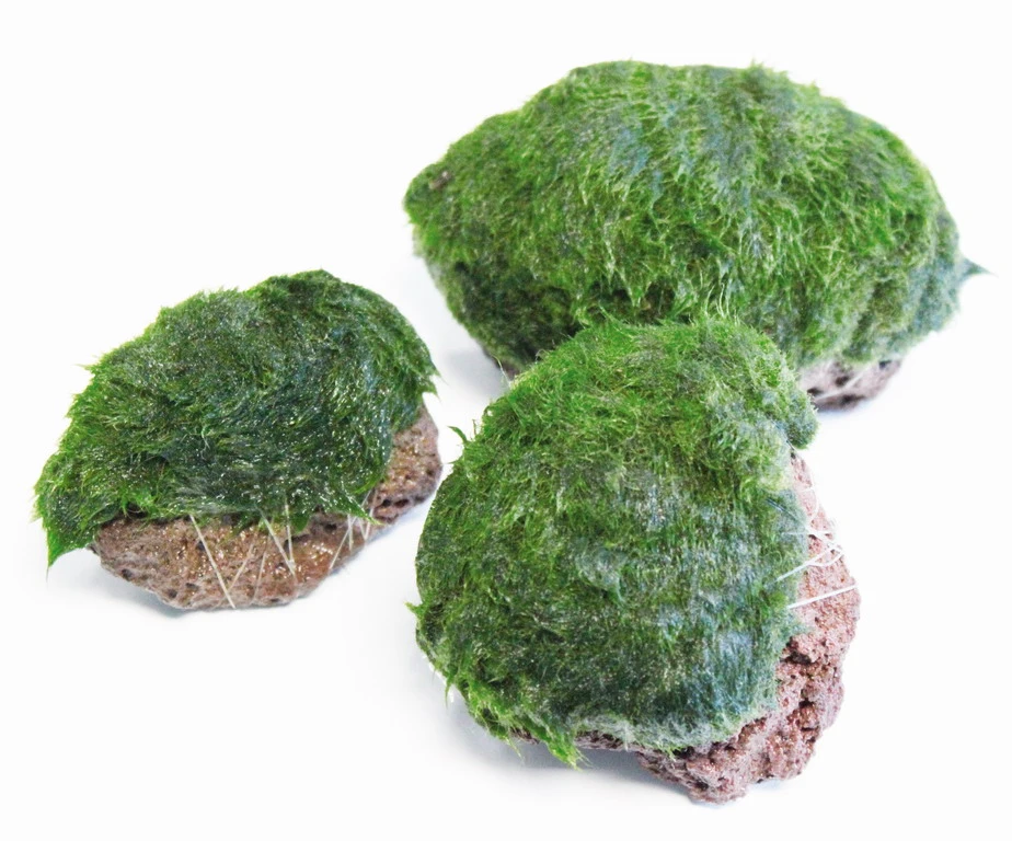 Aegagropila Scape Rock