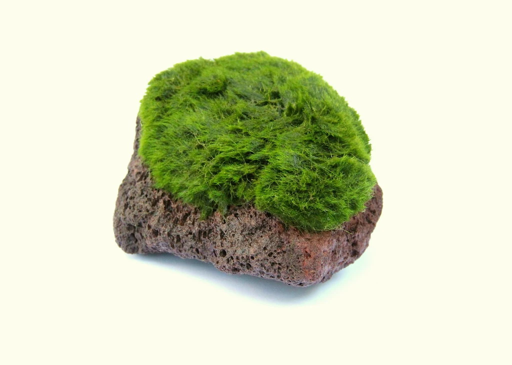 Aegagropila Scape Rock – Bild 2