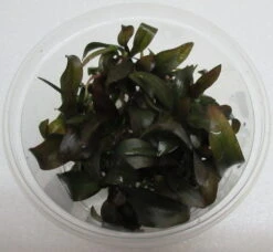XL In-Vitro "Hot Pepper" Schwertpflanze / Echinodorus "Hot Pepper"