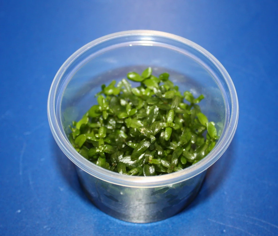 In-Vitro Grossblättriges Fettblatt / Bacopa Caroliniana