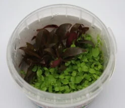 In-Vitro Duo-Becher Mini-Papageienblatt & Monte-Carlo Zwergperlkraut