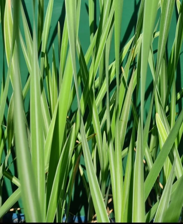 Gestreifter Rohrkolben / Typha Latifolia Variegata Im 9x9 Cm Topf