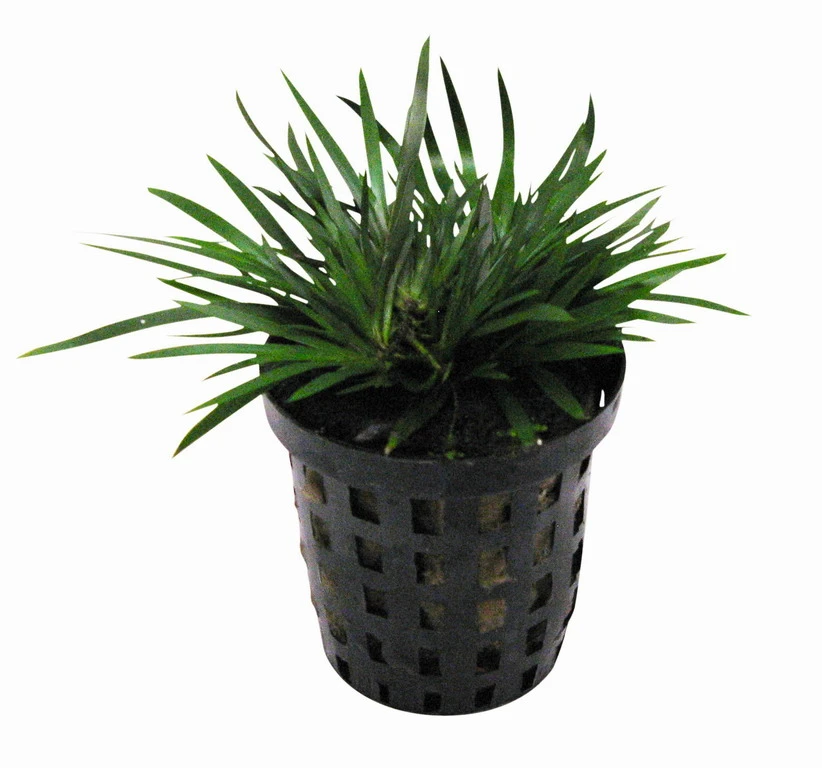 Zwergkalmus / Acorus Gramineus Pussilus - Pusiles