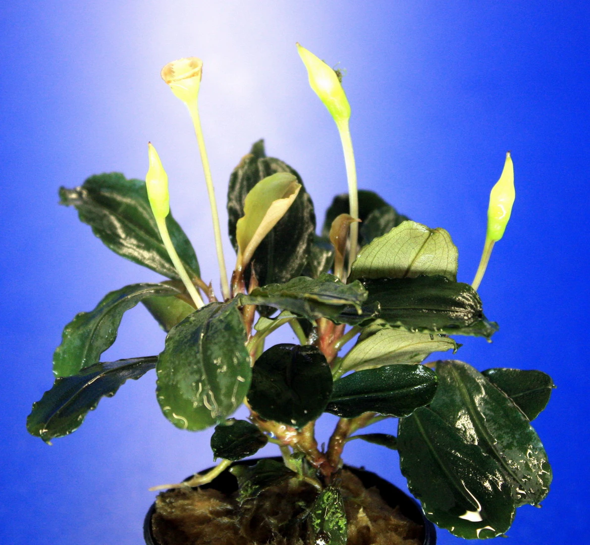 Bucephalandra 'Theia Green Blue' Im Topf ***RARITÄT*** – Bild 2