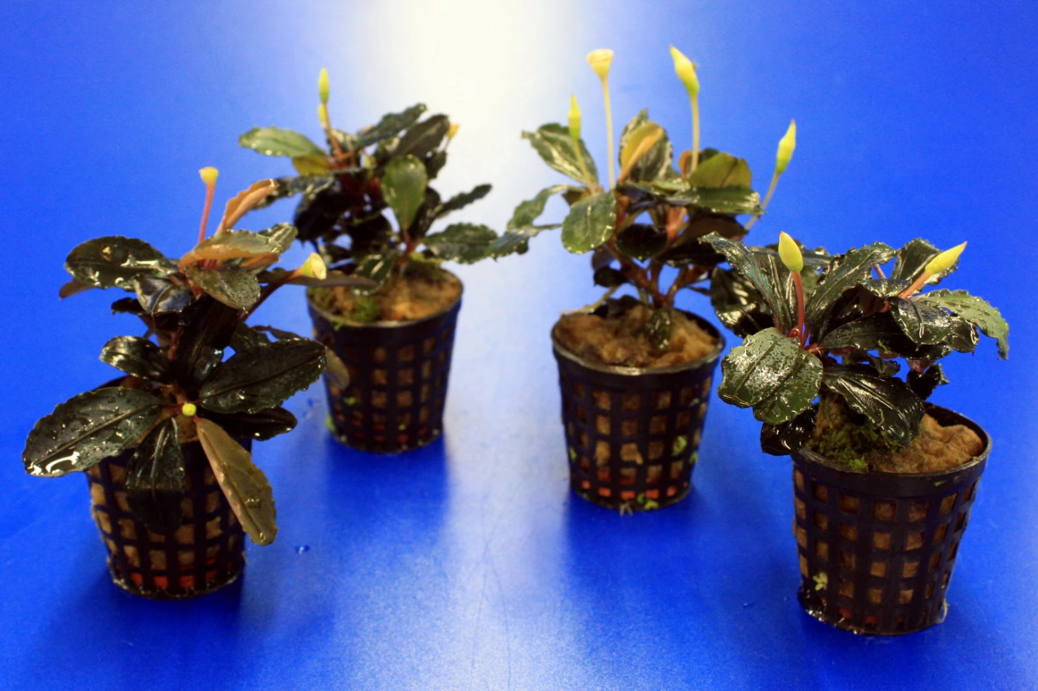 Bucephalandra 'Theia Green Blue' Im Topf ***RARITÄT*** – Bild 3