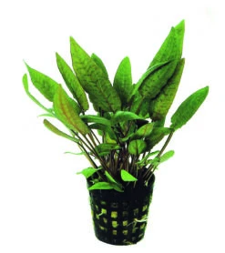 Möhlmanns Wasserkelch / Cryptocoryne Moehlmannii