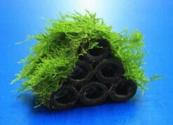 Garnelen Turm Mit Javamoos / Vesicularia Dubyana Bewachsen, Moos