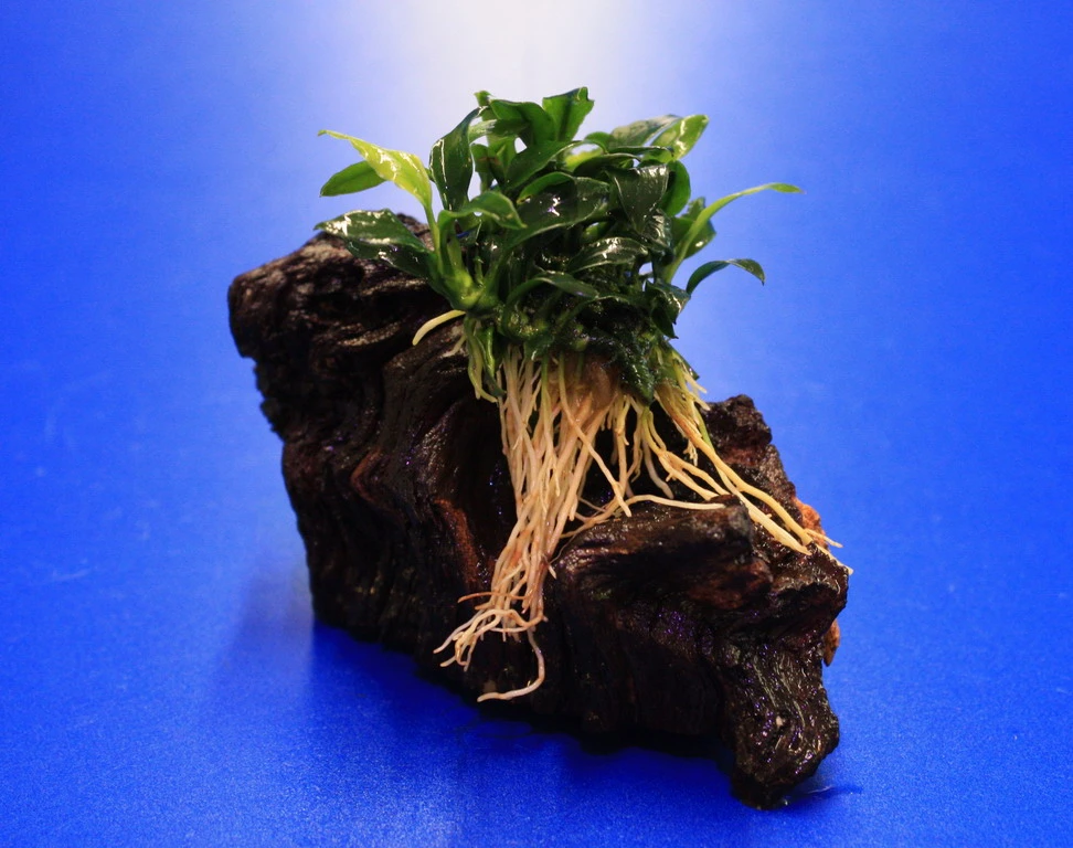 Pangolin-Speerblatt Auf Eisenholz / Anubias Barteri Var. Nana 'Pangolino' Auf Mopani-Wurzel – Bild 2