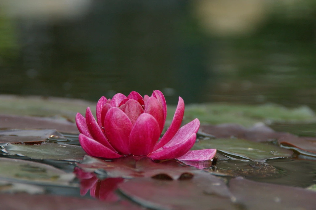 Rote Seerose / Nymphaea 'James Brydon' Im 11x11 Cm Topf - Seerose Des Jahres 2016!