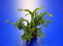 Kleiner Lavastein Mit Javafarn WINDELOV / Microsorum Pteropus Windelov Auf Lavastein