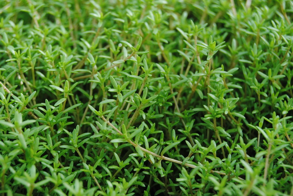 Nadelkraut,weiß / Crassula Recurva Im 9x9 Cm Topf