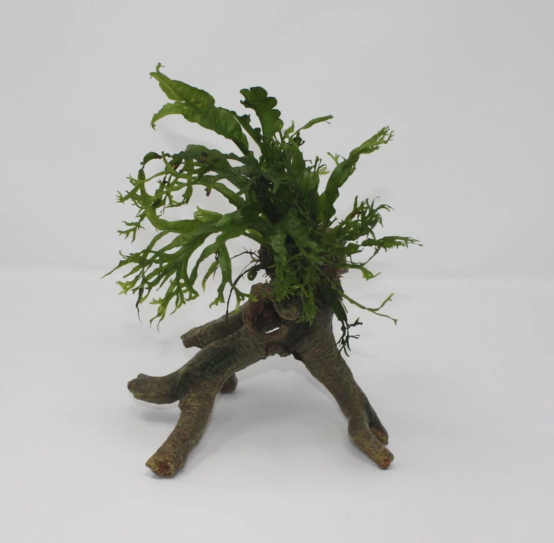 Windelov Javafarn Stelzwurzel - Mit Microsorum Windelov