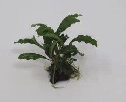 Bucephalandra Spec. Auf Nussschale