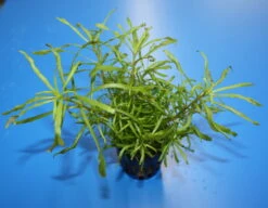 Pogostemon Stellatus 'Octopus'