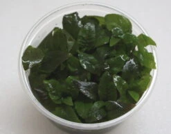 XL In-Vitro Kirschblatt - Riesenwasserfreund / Hygrophila Corymbosa