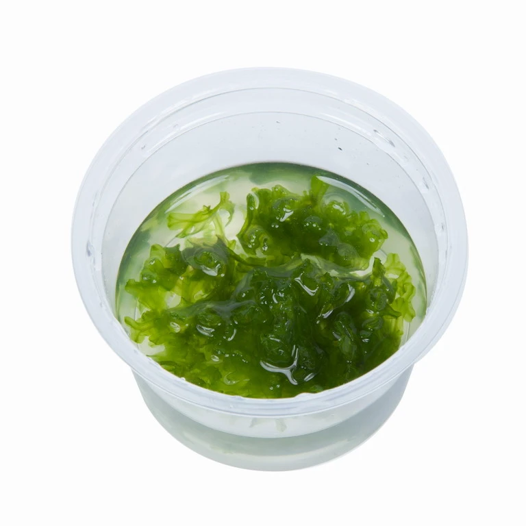 1-2-GROW! Monosolenium Tenerum / Großes Teichlebermoos - Pelia (Pellia), Moos – Bild 2