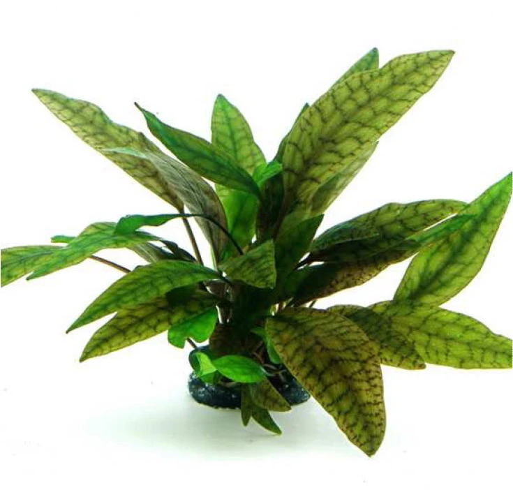 Marmorierter Wasserkelch / Cryptocoryne Purpurea *** Top-Rarität ***