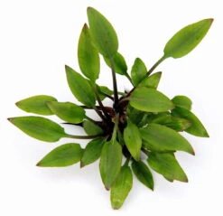 In-Vitro Hobbit's Zwerg-Wasserkelch / Cryptocoryne Lutea ´Hobbit´