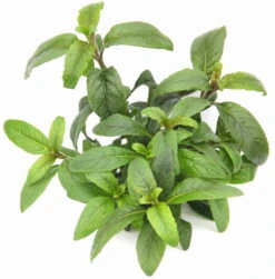 **** NEU *** Staurogyne Spec. 'Bihar'