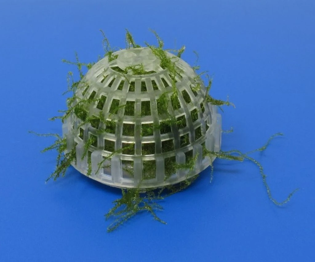 Mini Pflanzkissen - Mooskuppel