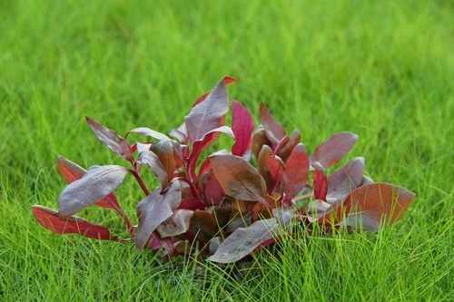 In-Vitro Lilablättriges Papageienblatt / Alternanthera Reineckii ´Lila´