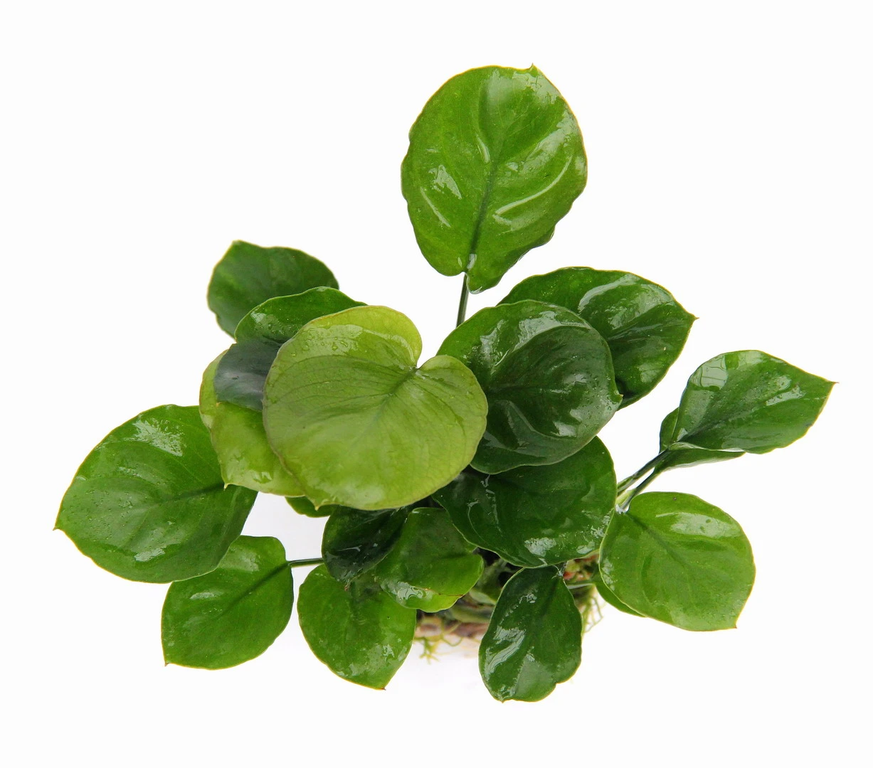 Rundblättrige Anubias / Anubias Barteri Coin Leaf *RARITÄT*
