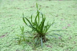 Helanthium Bolivianum ´Angustifolius´