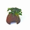 Nano Cave Mit Anubias Nana Bonsai