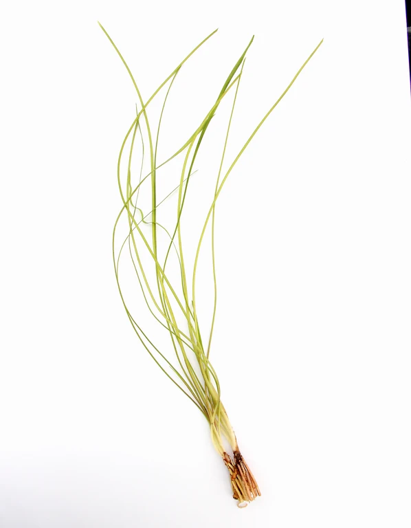 Dennerle Sivadasans Wasserkelch / Cryptocoryne Sivadasanii