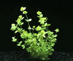 XL In-Vitro Großes Perlenkraut / Micranthemum Umbrosum