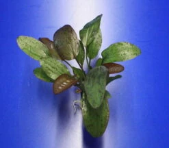 Fancy Twist Schwertpflanze / Echinodorus 'Fancy Twist'