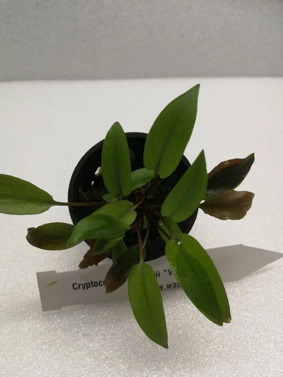 Grünblättriger Wasserkelch / Cryptocoryne 'Viridifolia' – Bild 2
