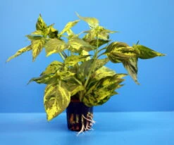 Nomaphila Variegata / WEISS-GRÜN Marmorierter Wasserfreund