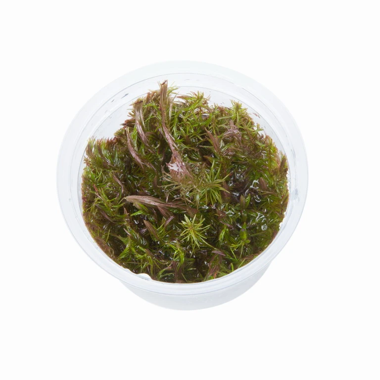 1-2-GROW! Rotes Mooskraut / Rotala Wallichii – Bild 2