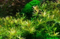 1-2-GROW! Rotala 'Vietnam H'ra'