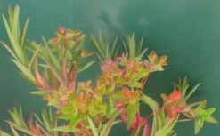 Sumpfwolfsmilch, Gelb / Euphorbia Palustris Im 9x9 Cm Topf