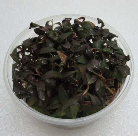 XL In-Vitro Dunkelroter Wasserknöterich / Persicaria Sp. 'Sao Paulo'