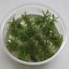 XL In-Vitro Pogostemon Yatabeanus (Eusteralis Yatabeana)
