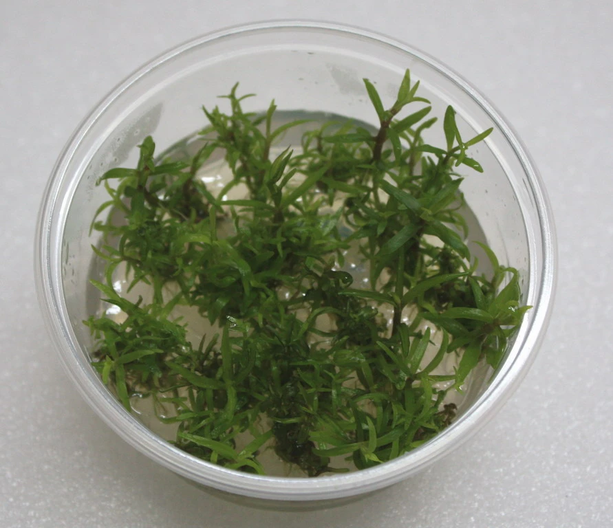 XL In-Vitro Pogostemon Yatabeanus (Eusteralis Yatabeana)