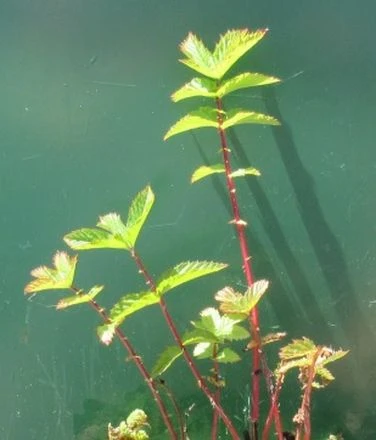 Wiesenkönigin, Weiß - Echtes Mädesüß - Spierstaude / Filipendula Ulmaria Im 9x9 Cm Topf