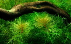 Mato-Grosso-Tausendblatt / Myriophyllum Mattogrossense