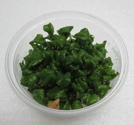 XL In-Vitro Wassermeerrettich / Rorippa Aquatica