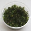 XL In-Vitro Rotala Sp. "H'Ra"
