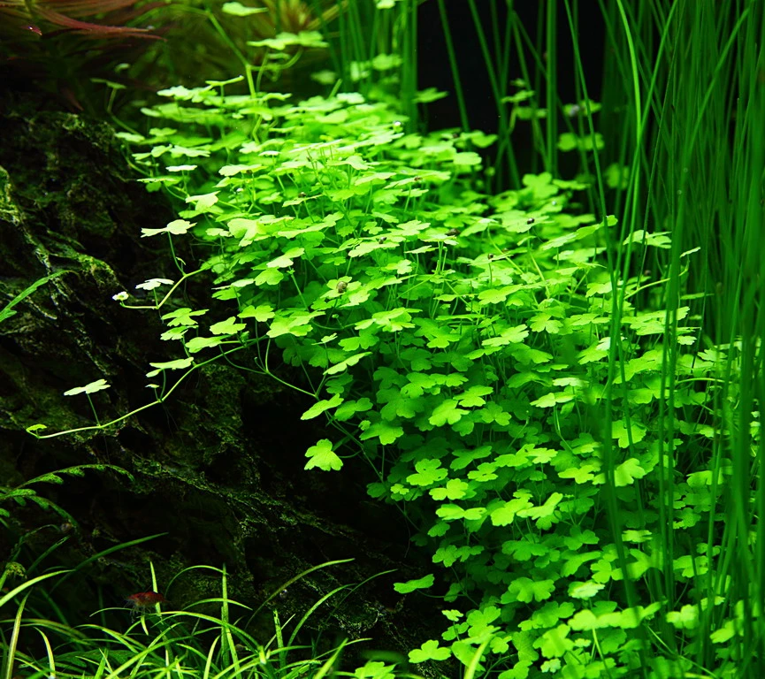 1-2-GROW! Hydrocotyle Sp. 'Japan' (Hydrocotyle Cf. Tripartita)