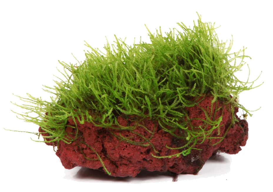 Java-Moos Auf Lavastein / Taxiphyllum Barbieri - Javamoos