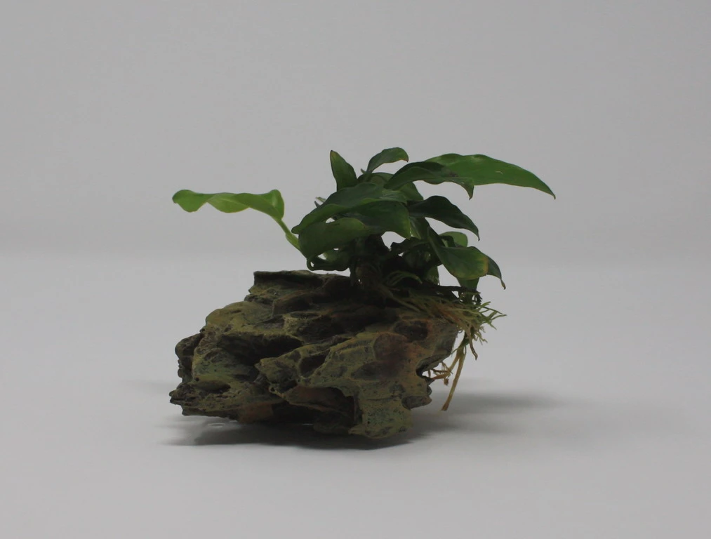 Drachenstein Gr. S Mit Zwergspeerblatt / Anubias Bart. Var. Nana Auf Künstlichem Comb Stone