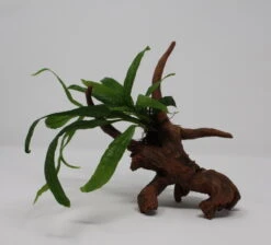 Javafarn-Driftwood / Treibholz Mit Microsorum Pteropus